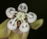 Poke milkweed